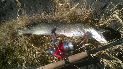 Northern Pike