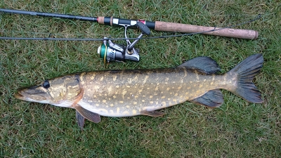 Northern Pike
