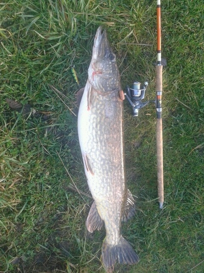 Northern Pike