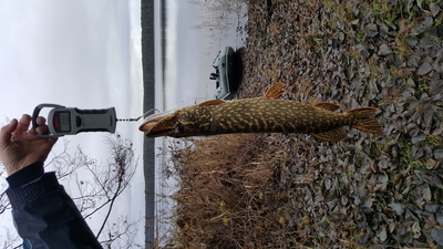 Northern Pike