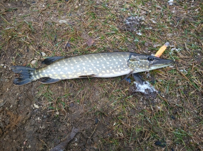 Northern Pike
