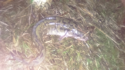 Burbot