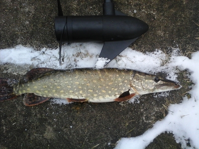 Northern Pike