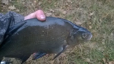 Carp bream