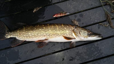 Northern Pike