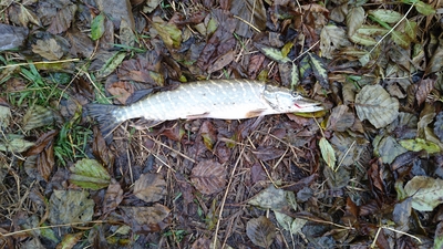 Northern Pike