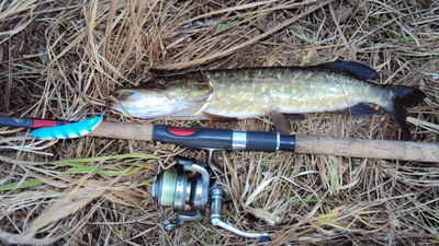 Northern Pike
