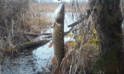 Northern Pike