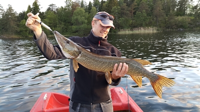 Northern Pike