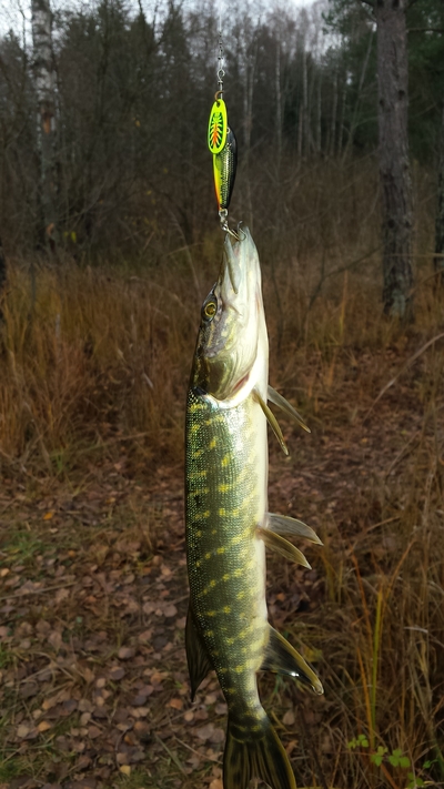 Northern Pike