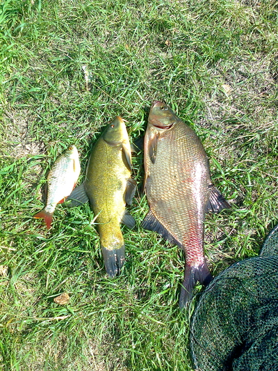 Carp bream