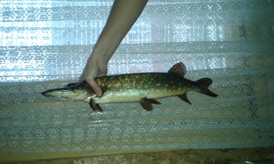 Northern Pike
