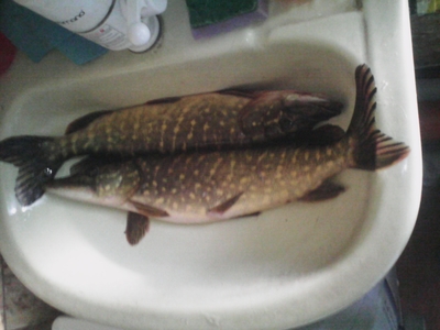 Northern Pike