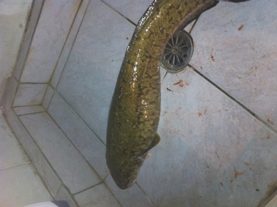 Burbot