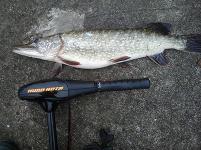 Northern Pike