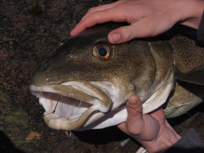 Atlantic cod