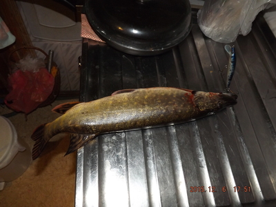 Northern Pike