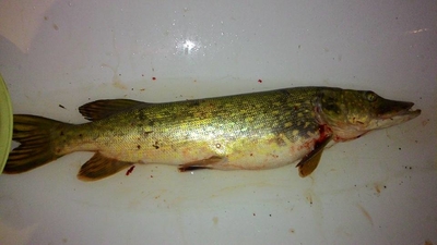 Northern Pike