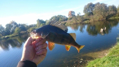 Eurasian perch
