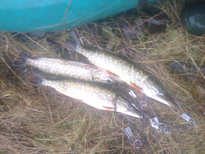 Northern Pike
