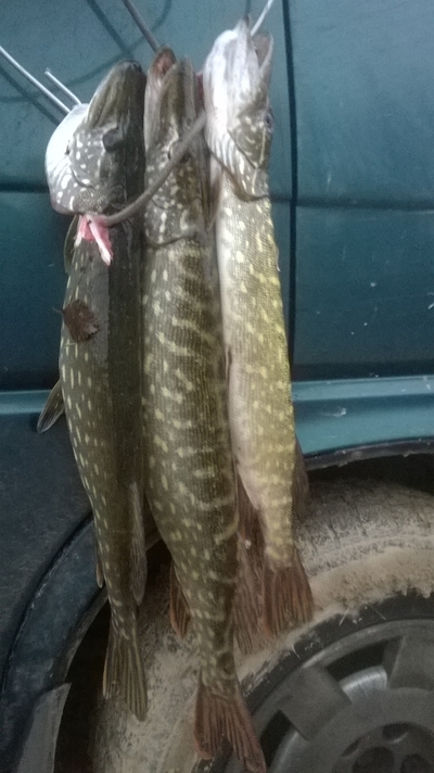 Northern Pike