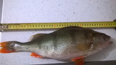 Eurasian perch