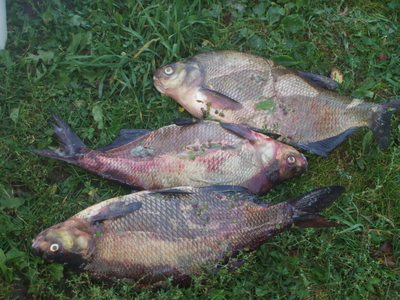 Carp bream