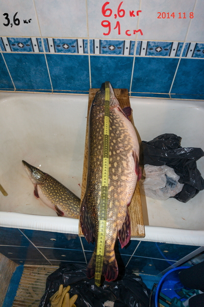 Northern Pike