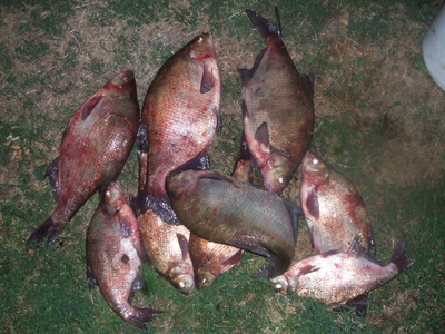 Carp bream