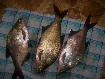 Carp bream