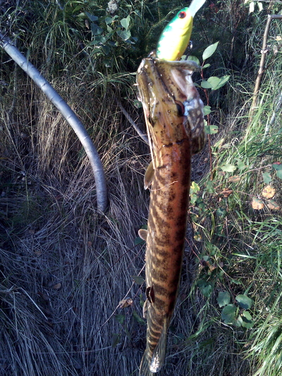 Northern Pike