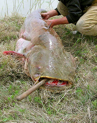 Wels catfish