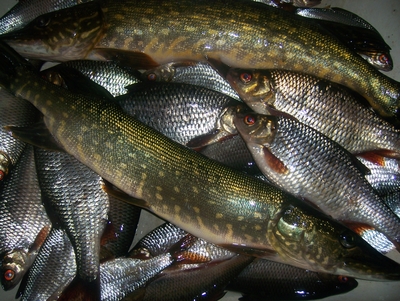 Northern Pike