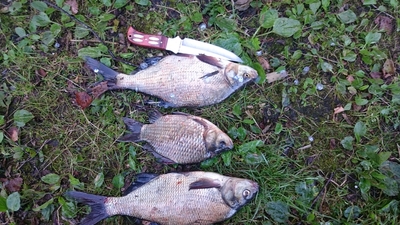 Carp bream