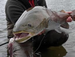 Atlantic salmon