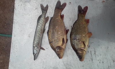 Carp