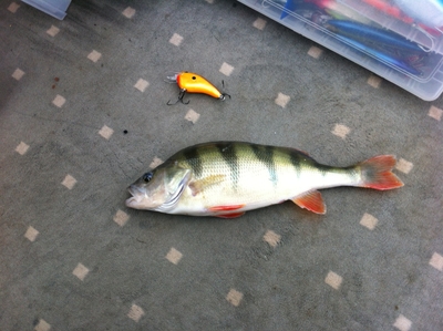 Eurasian perch