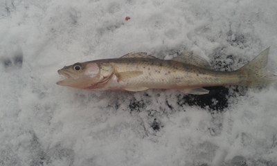 Pike perch