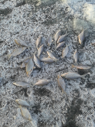 Silver Bream