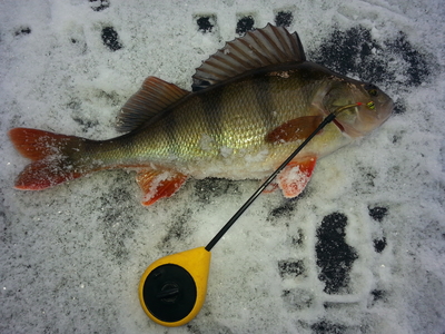 Eurasian perch