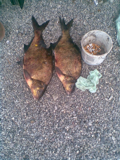 Carp bream