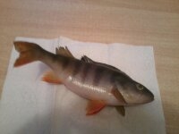 Eurasian perch