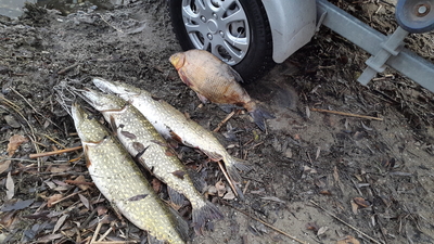 Carp bream