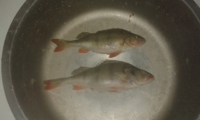 Eurasian perch
