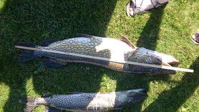 Northern Pike