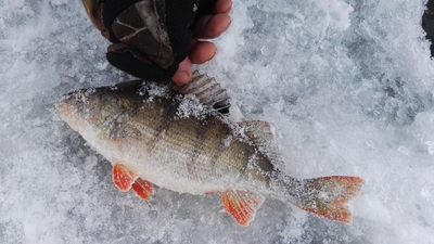 Eurasian perch