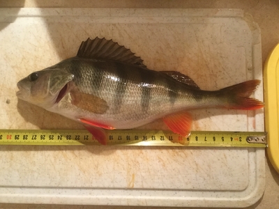 Eurasian perch