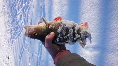 Eurasian perch