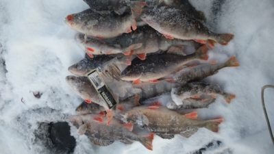 Eurasian perch