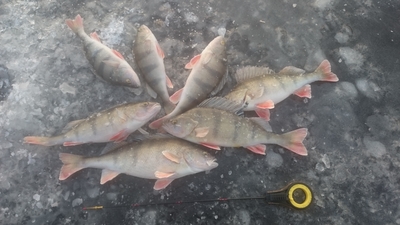Eurasian perch